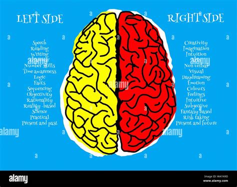 53+ Left Side Brain Diagram - ElliottOunkar