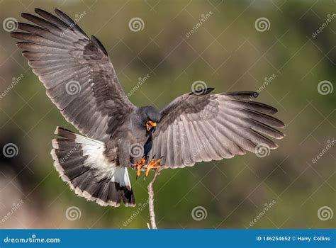 Snail Kite in Florida stock photo. Image of morph, heron - 146254652