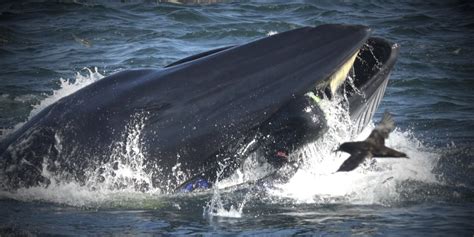 A Diver Got Caught in a Whale’s Mouth and Lived to Tell the Tale on Reddit