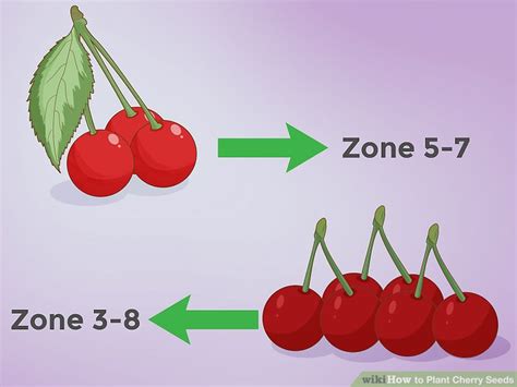 How to Plant Cherry Seeds (with Pictures) - wikiHow