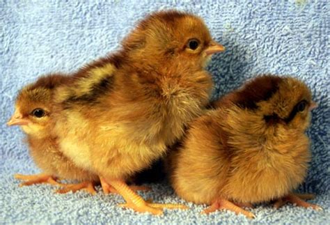 Welsummer Chickens - Baby Chicks for Sale | Cackle Hatchery