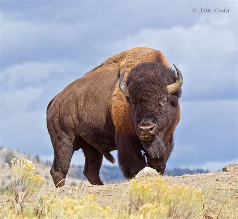 Bull Bison, Yellowstone National Park | Jim Coda Nature Photography