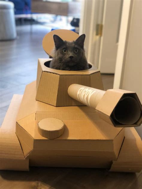 Cute Cats Have Extremely Creative Humans Who Built Cardboard Tanks For Them