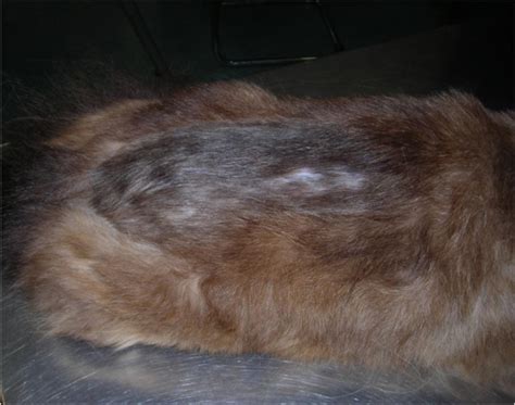 Localized alopecia in a cat with flea allergic dermatitis in a cat. | Scientific Diagram