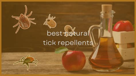 8 Best Natural Tick Repellent Essential Oils [That Work]