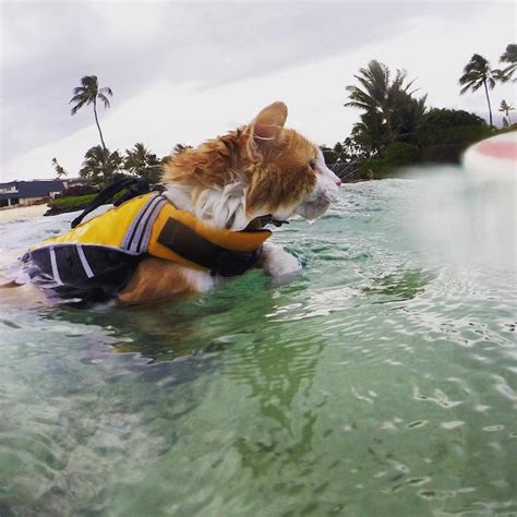 Amazing One-Eyed Cat Loves Swimming and Surfing in Hawaii