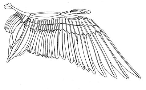 Biological drawings. Bird Wing Structure. Biology teaching resources by ...