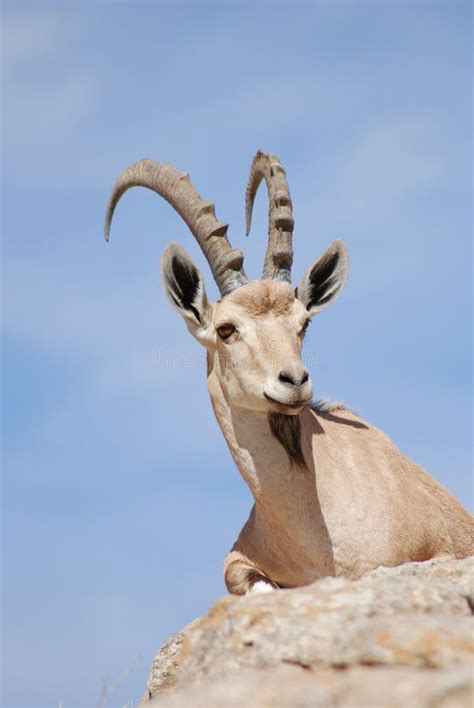 Ibex stock photo. Image of east, nature, israel, ibexs - 15372792