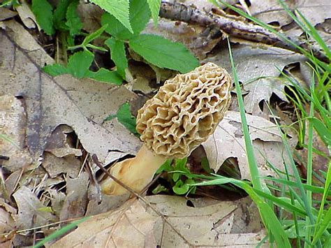 Gallery Yellow Morel Mushrooms