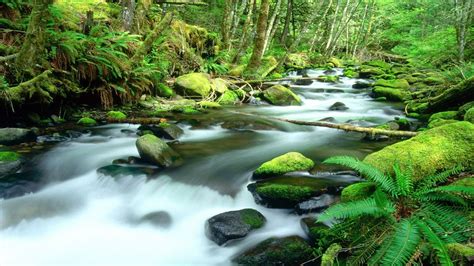 Daintree Rainforest HD Wallpapers | Background Images