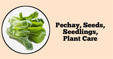 Pechay, Seeds, Seedlings, Plant Care, Green, Gulay - Cool Pechay