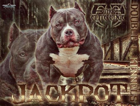 Double L Kennels-WE SPECIALIAZE IN GOTTILINE BULLY STYLE PIT BULLS