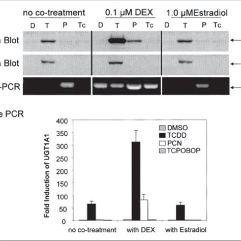 Western blot analysis of human UGT1A1, UGT1A4, and UGT1A6 identified in... | Download Scientific ...