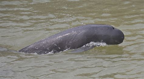 Narrow-ridged finless porpoise - Whale & Dolphin Conservation Australia