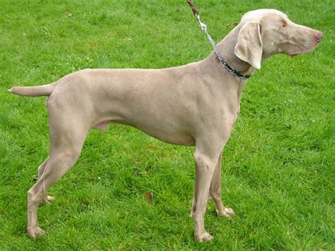 File:Weimaraner wb.jpg - Wikimedia Commons