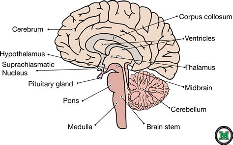 Download HD Labeled Sagittal View Of The Human Brain