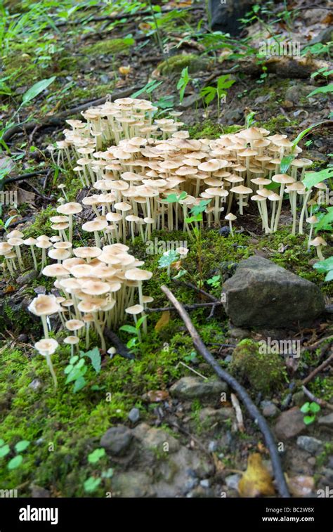 Small cluster white mushroom fungi hi-res stock photography and images ...