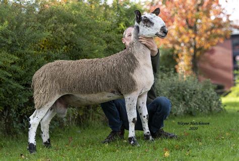 Carlisle - Crossing Type | Bluefaced Leicester Sheep Breeders' Association