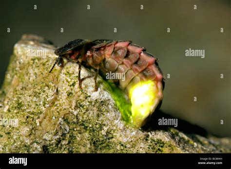 GLOW WORM or Firefly larvae, female tail glowing with bio-luminescence Stock Photo - Alamy