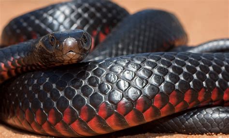 Red-bellied black snake - Australian Geographic