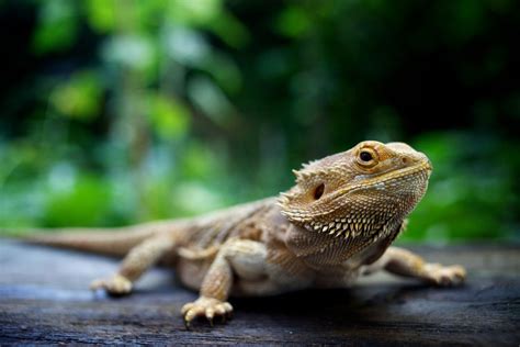 Four Reasons Bearded Dragons Aren’t Pets