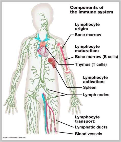 Lymph Nodes Locations