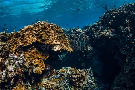 Underwater View with Rocks and Corals in Blue Ocean Stock Photo - Image ...