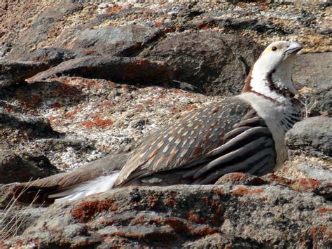 18 Birds That Can Camouflage Really Well - Sonoma Birding