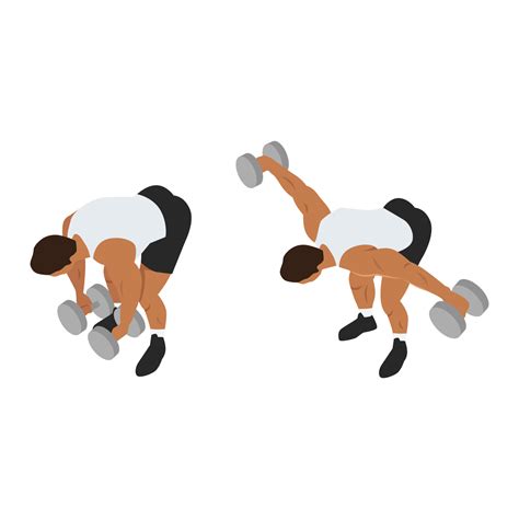 Man doing Dumbbell bent over lateral raise top view. Flyes exercise. Flat vector illustration ...