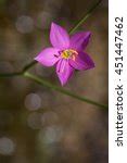 Prairie Sabatia Wildflowers Free Stock Photo - Public Domain Pictures