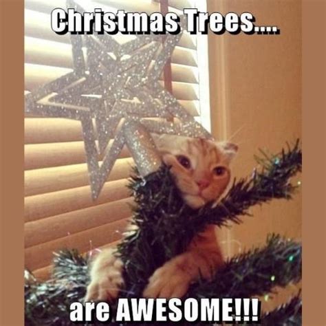 Hilarious Christmas Cat Memes to Wish Your Furry Friend 2023