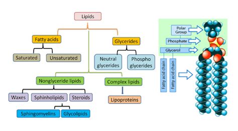 Lipids: Definition, Characteristics, Structure, Types, Functions, Examples - PhD Nest