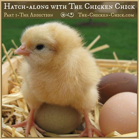 Hatching | The Chicken Chick®