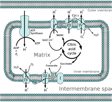 Oxidative phosphorylation - Wikipedia