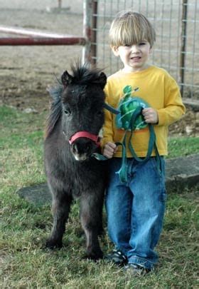 How to Care for a Miniature Horse ⋆ Little America Miniature Horses