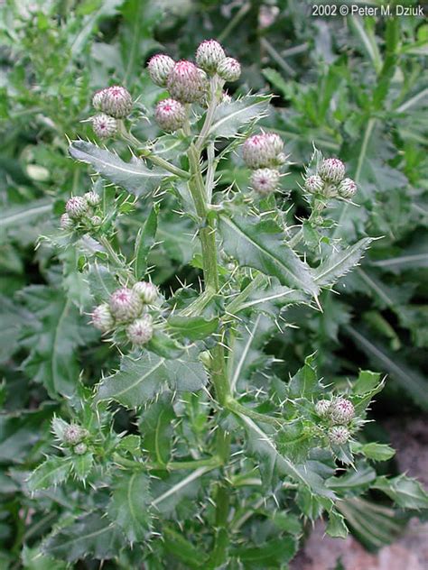 Cirsium arvense (Canada Thistle): Minnesota Wildflowers