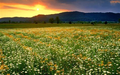 Download Spring Grass Dandelion Daisy Flower Nature Field HD Wallpaper