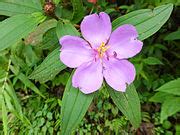 Category:Close-ups of Melastomataceae flowers - Wikimedia Commons