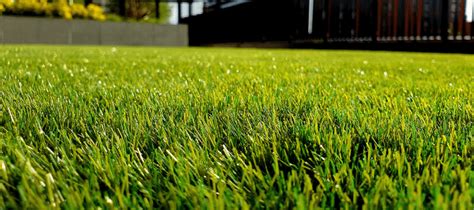 Best Grass For High Traffic Backyard Dog Owners | ABC Blog