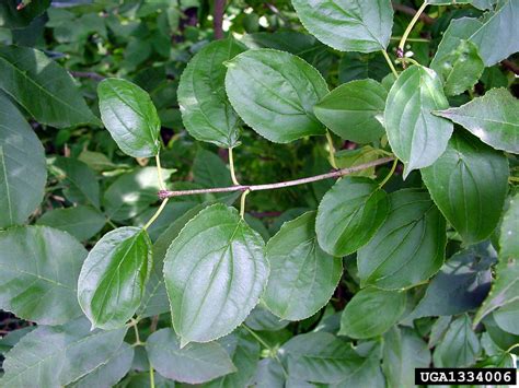 common buckthorn, European buckthorn (Rhamnus cathartica)