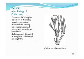 Fossils PTERIDOPHYTES