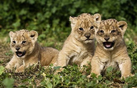 Lion Babies Roaring | cute baby lions cute baby lion looking innocent ...