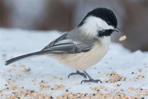 Winter Birds of Michigan: A Guide for Bird Lovers