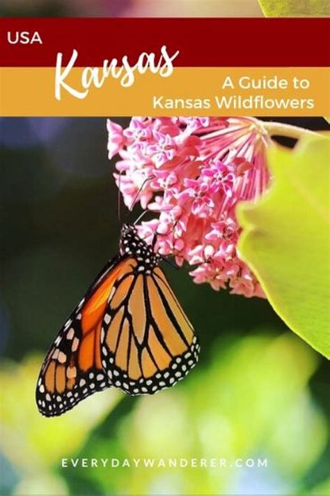 Kansas Wildflowers in Bloom by Season: Spring, Summer & Fall