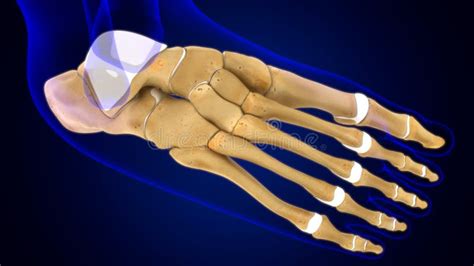 Human Skeleton Foot Bones Anatomy for Medical Concept Stock Illustration - Illustration of ...