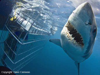 Shark Cage Diving Gansbaai | South Africa | Adventure Travel