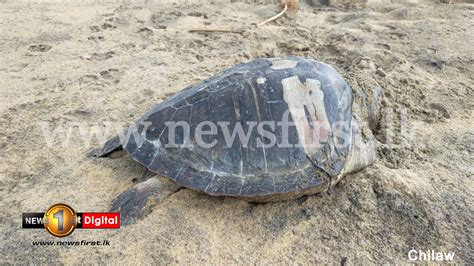 More than 30 dead sea turtles washed up on SL shores in two weeks