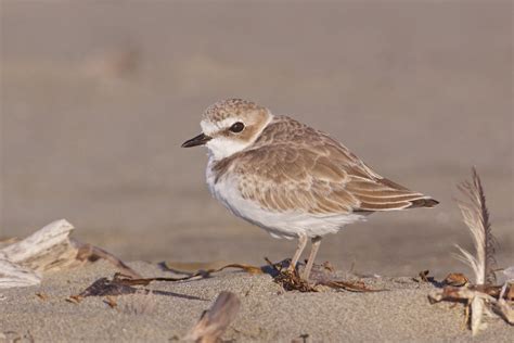 Endangered Plovers | BirdNote