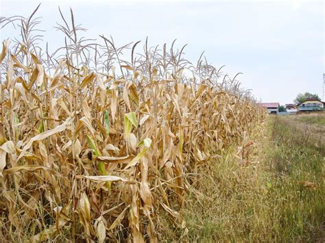 Best Corn Mazes Mississippi Has To Offer 2024