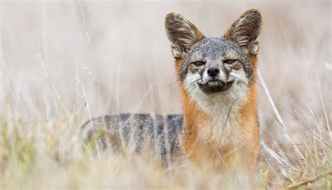 Saved from extinction, Southern California’s Channel Island foxes now face new threat to survival